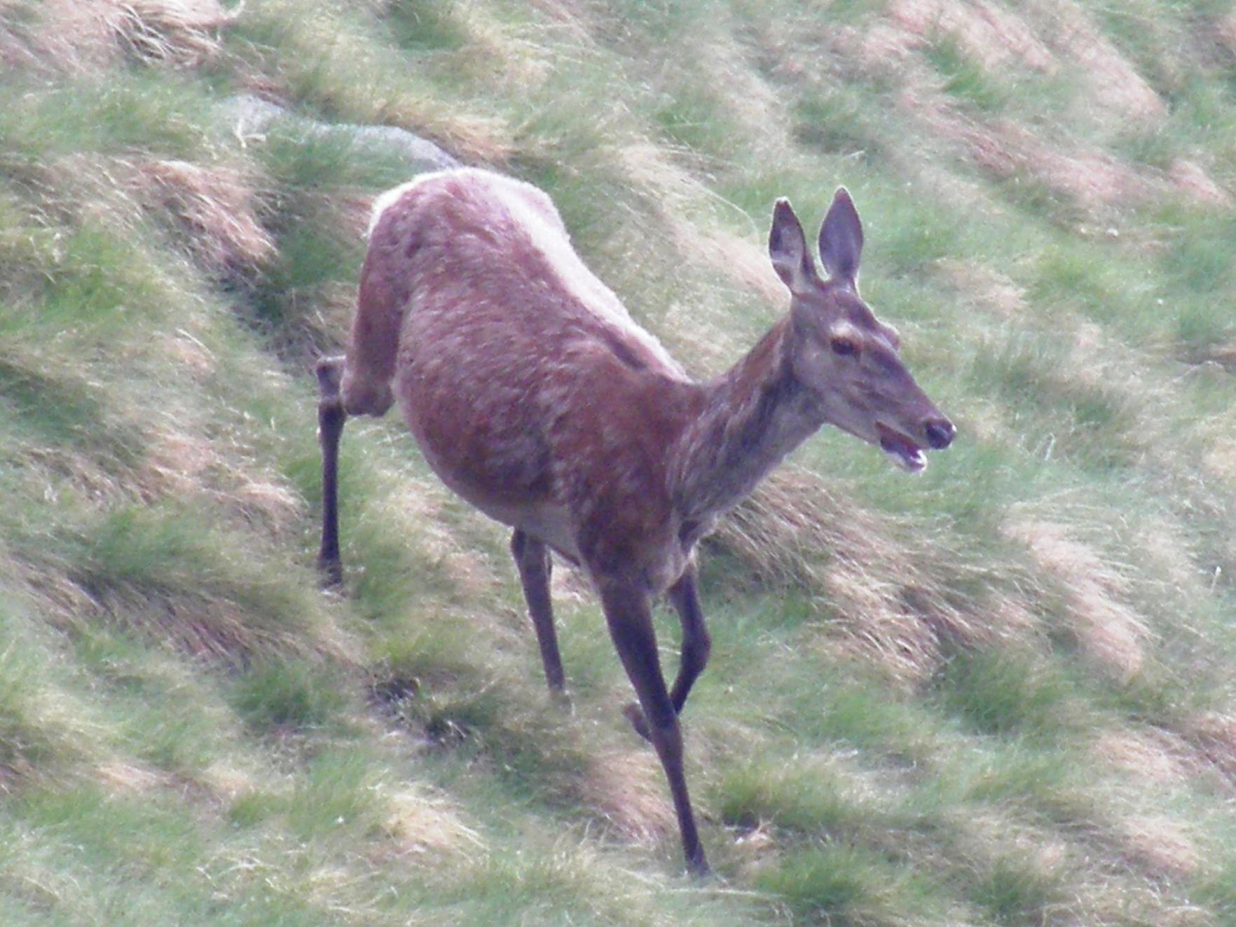 PASSIONE PER IL CERVO